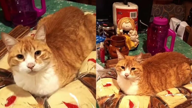 Gato se acuesta sobre Rosca de Reyes y se hace viral: “Quiere ser el muñequito”