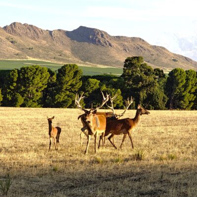 el destino único que combina aventura, observación de estrellas y el misterio de un hotel de lujo en ruinas